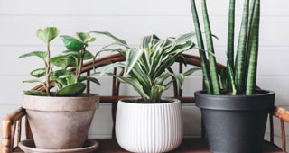 Choosing Houseplants for a Conservatory