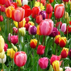 Tulip Bulbs - Darwin Hybrid Mixed