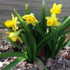 Daffodil Bulbs - Tete A Tete