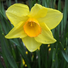 Daffodil Bulbs - February Gold